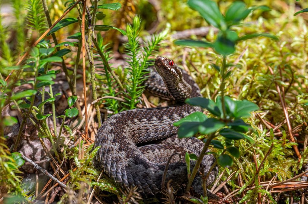 An European adder coiled on the forest floor in Mustjõe, Estonia during summer.
